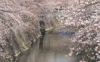 昼の桜