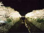 夜の桜